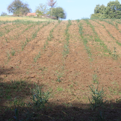 Arundo október 15