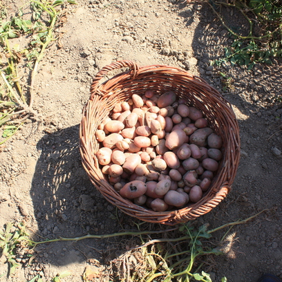 A első termés