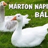 márton bál