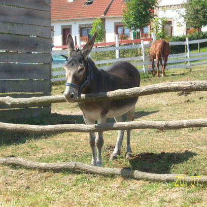 Bánatos csacsi